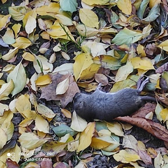 szczur leżący na liściach